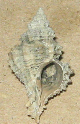 coralliophila